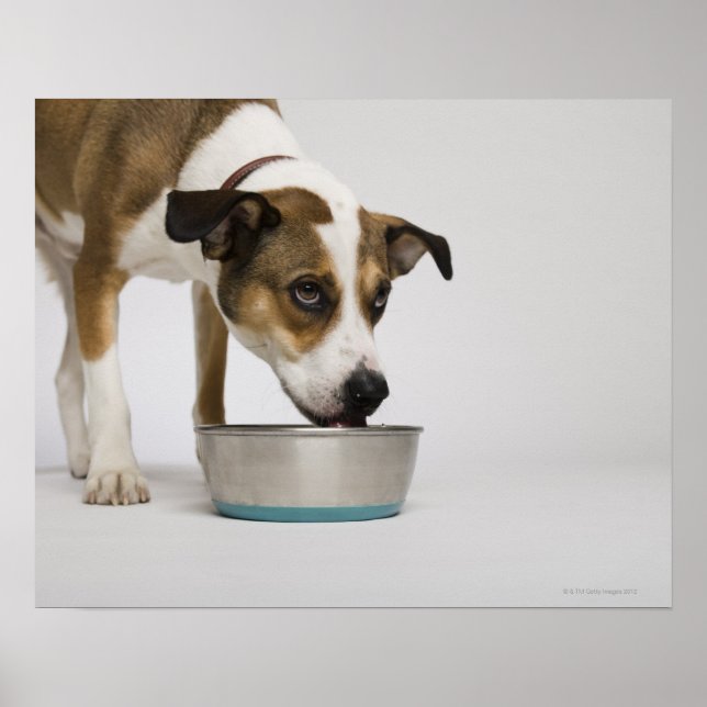 Dog eating from bowl poster (Front)
