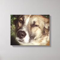 Dog face Photo Single Print