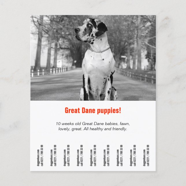 dog flyer template printable (Front)