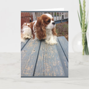 Dog Greeting Card