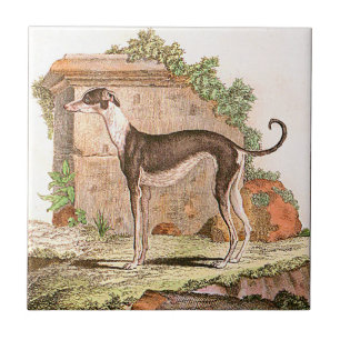 Dog - Greyhound Tile
