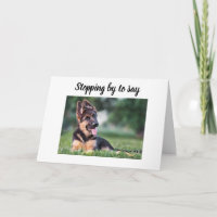 DOG GROOMER, VETERINARIAN AND DOG WALKER