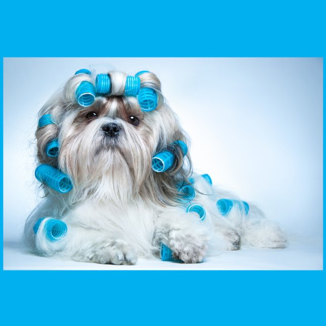 Dog Grooming Jigsaw Puzzle (A Shih Tzu dog lying down, adorned with numerous blue hair rollers.)