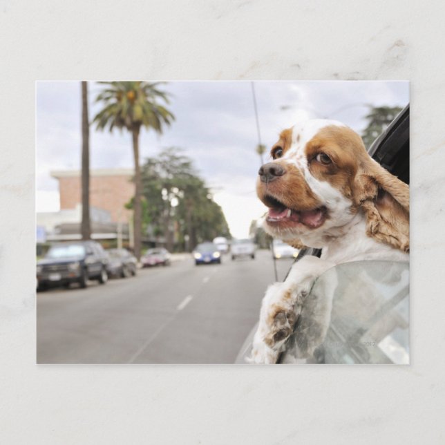 Dog hanging head out of car window postcard (Front)