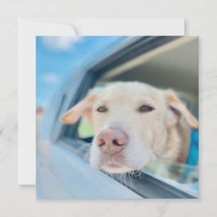Dog Hanging Out Car Window Sunny Day Flat Card