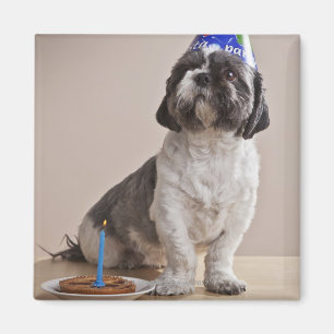 Dog having birthday magnet