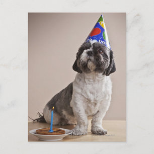 Dog having birthday postcard