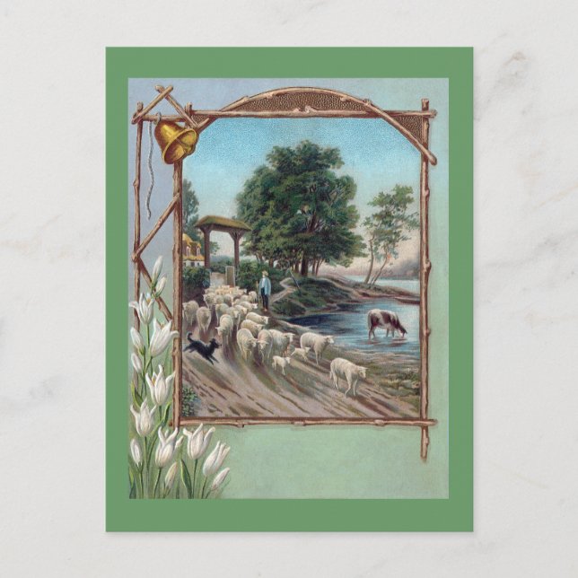 Dog Herding Sheep Down Path Postcard (Front)