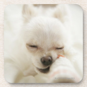 Dog holding toy in mouth coaster
