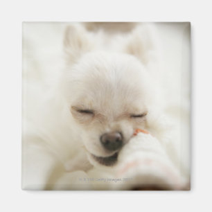 Dog holding toy in mouth magnet