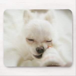 Dog holding toy in mouth mouse pad