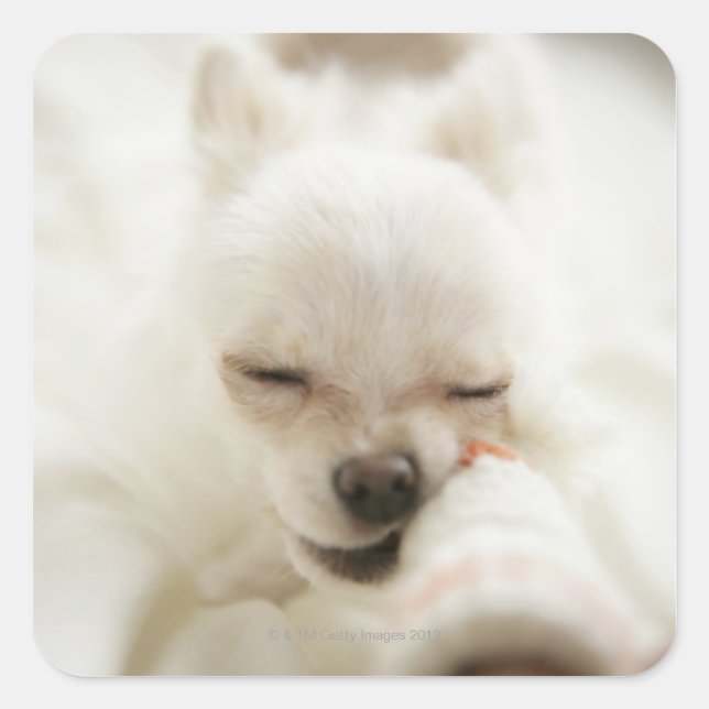 Dog holding toy in mouth square sticker (Front)