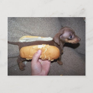 Dog in a Bun Postcard