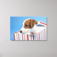 Dog in a Gift Box
