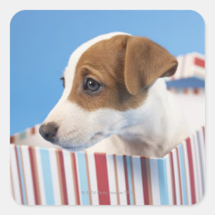 Dog in a Gift Box Square Sticker