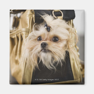Dog in a purse magnet