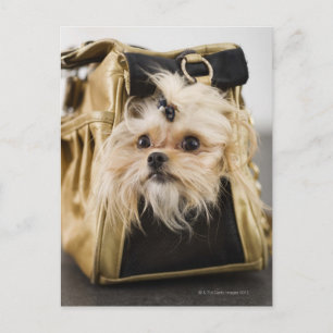 Dog in a purse postcard
