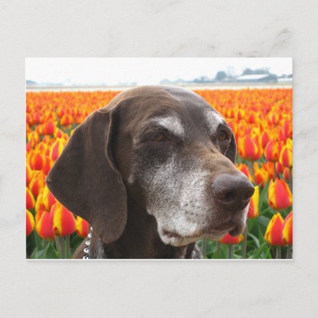 dog in a tulip field postcard (Front)