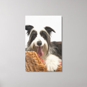 Dog in basket 2 canvas print