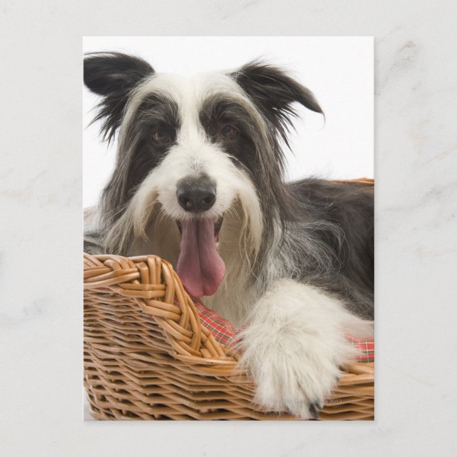 Dog in basket 2 postcard (Front)