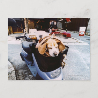 Dog in Basket of Motorscooter Postcard