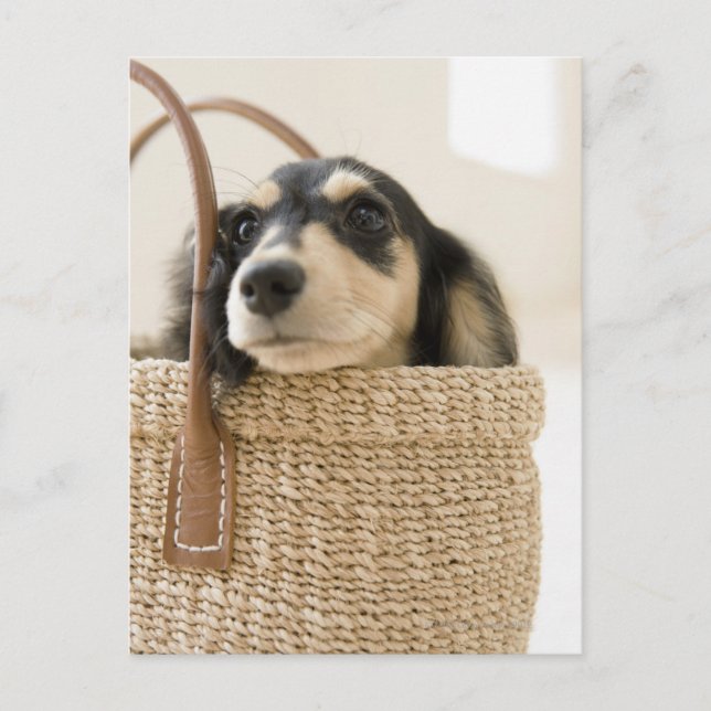 Dog in basket postcard (Front)