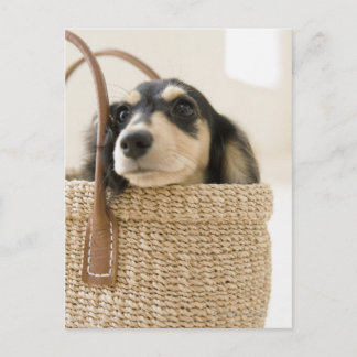 Dog in basket postcard