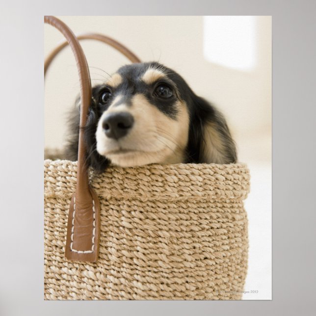 Dog in basket poster (Front)