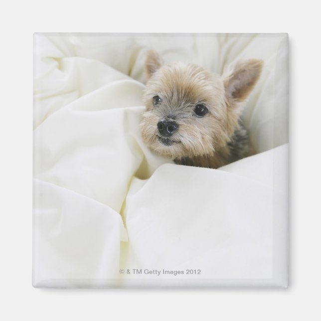 Dog in bed magnet (Front)