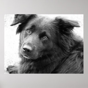 Dog in black and white poster