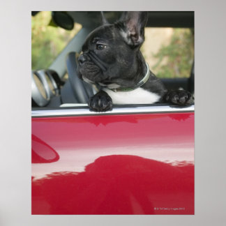 Dog in car poster