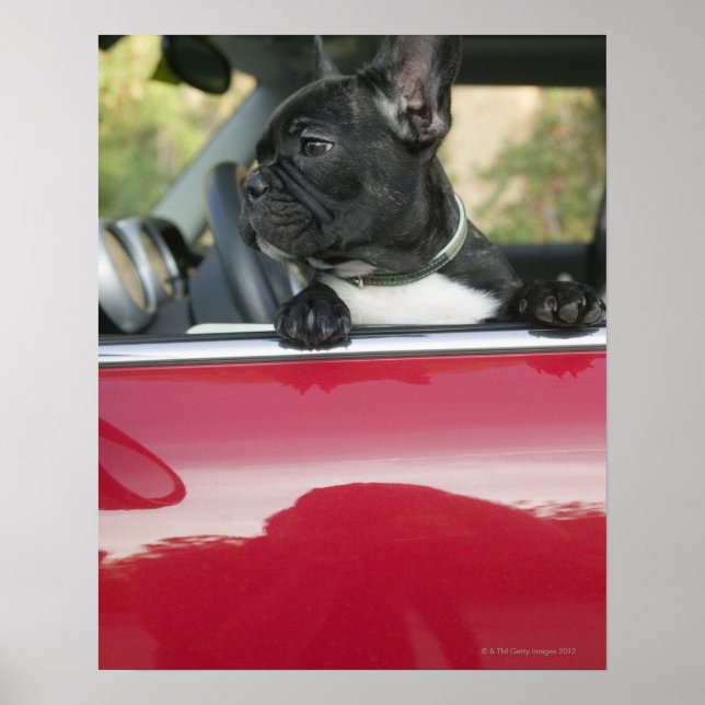 Dog in car poster (Front)
