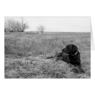 Dog in Field Card