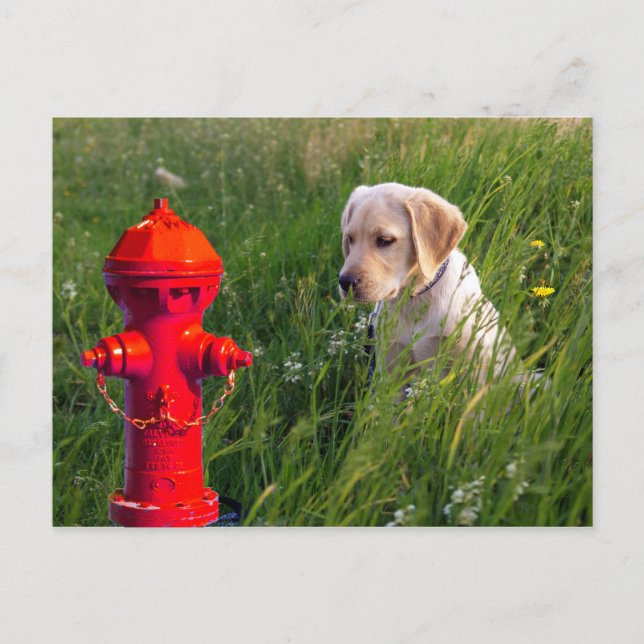Dog in Field with Fire Hydrant Postcard (Front)