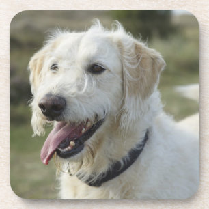 Dog in heath land. coaster