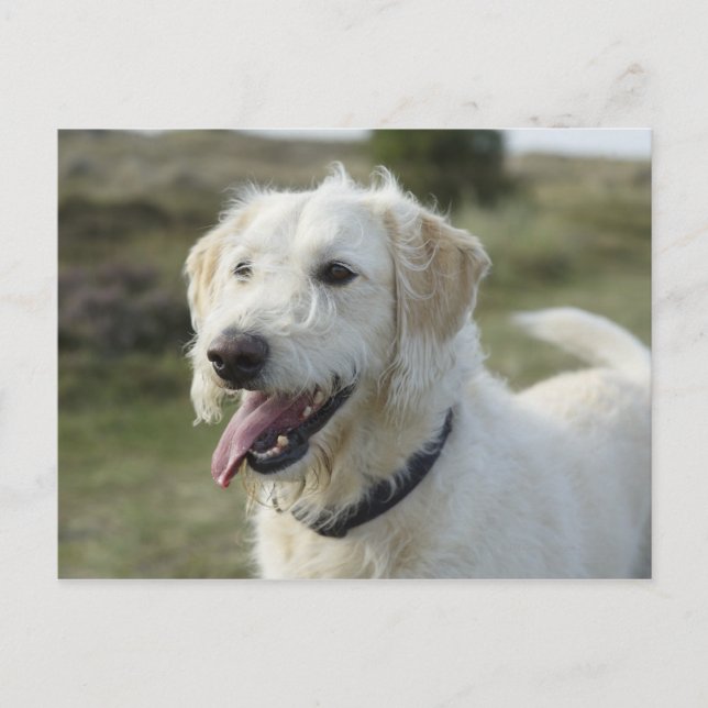 Dog in heath land. postcard (Front)
