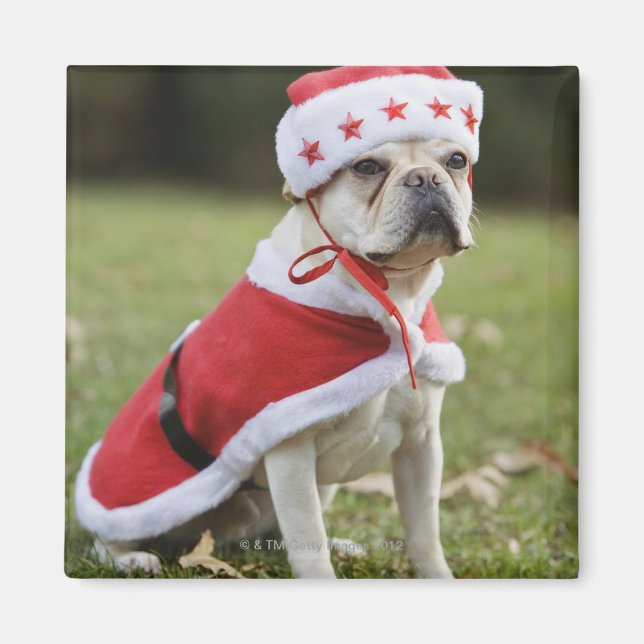 Dog in holiday costume magnet (Front)