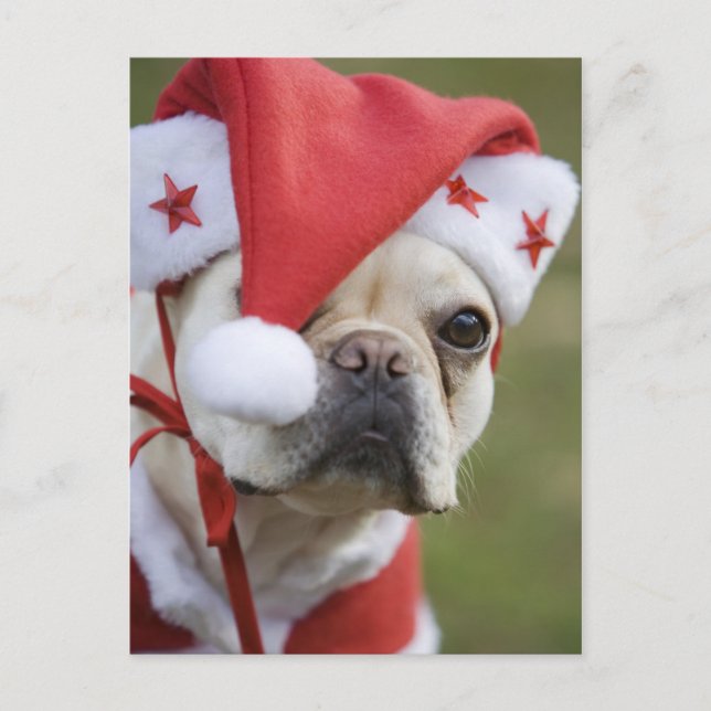 Dog in holiday costume postcard (Front)