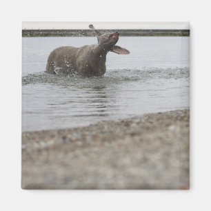 Dog in Lake Shaking Off Water Magnet