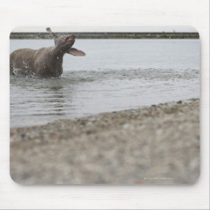 Dog in Lake Shaking Off Water Mouse Pad