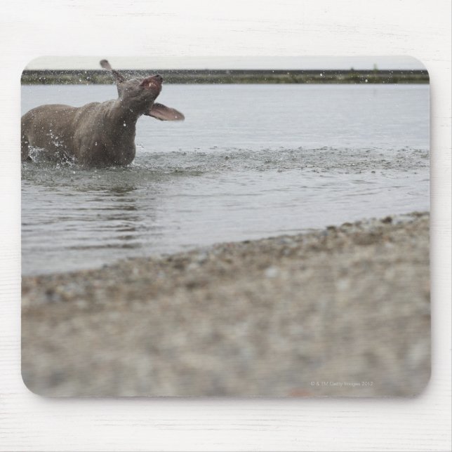Dog in Lake Shaking Off Water Mouse Pad (Front)