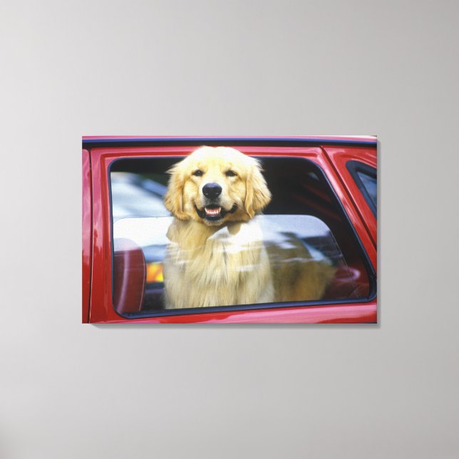 Dog in red car window canvas print (Front)
