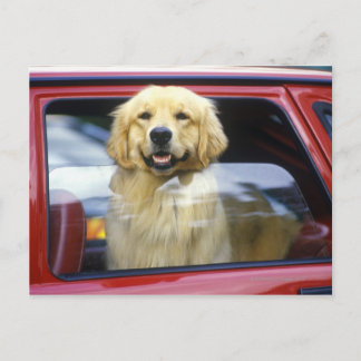 Dog in red car window postcard