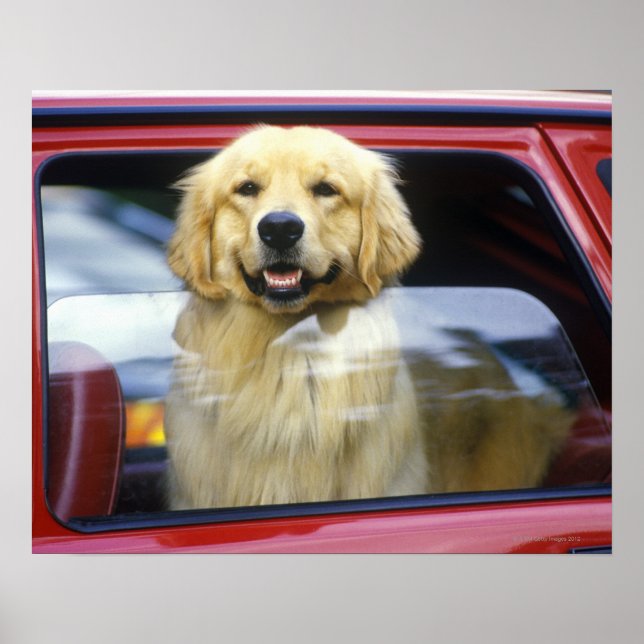 Dog in red car window poster (Front)