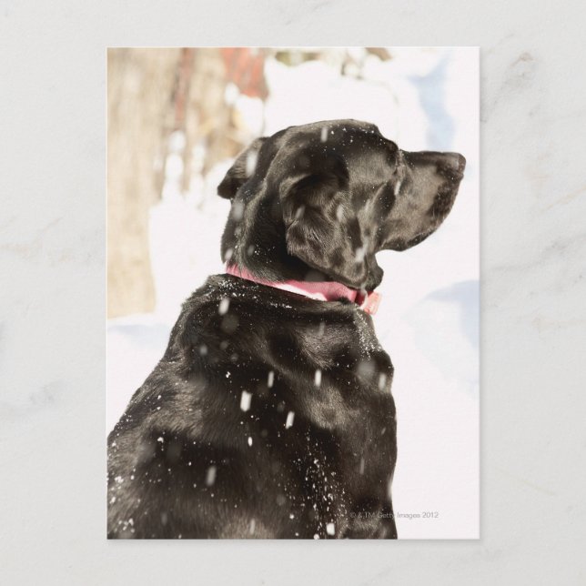 Dog in snow postcard (Front)