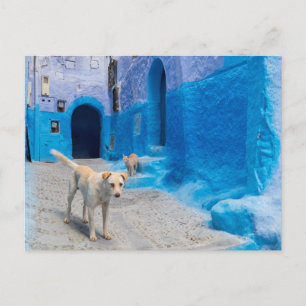 Dog in the Blue City Postcard