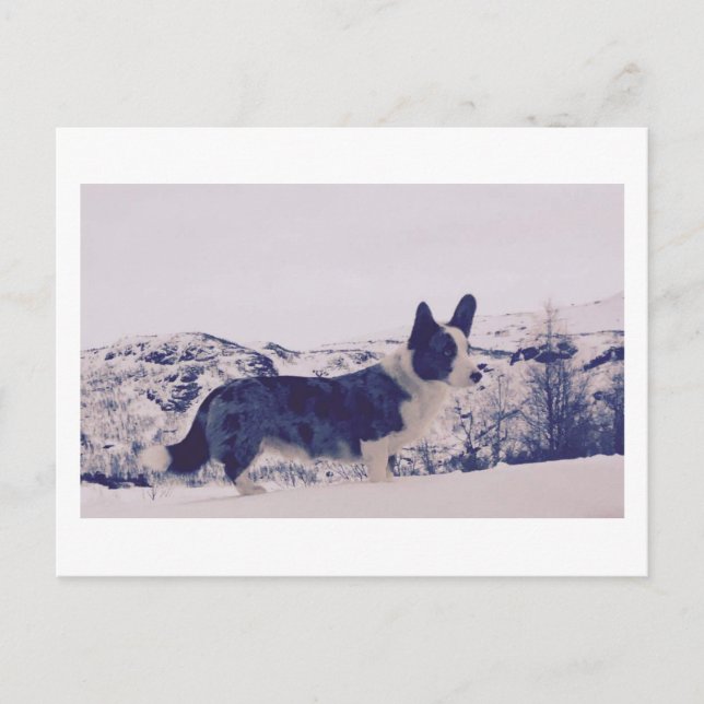 Dog in the snow Holiday Postcard (Front)