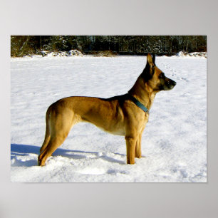 Dog in the snow poster