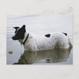 Dog in Water with Tennis Ball Postcard