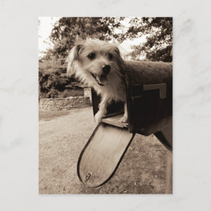 Dog Inside a Mailbox Postcard